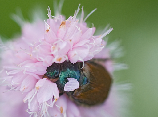 Phyllopertha horticola